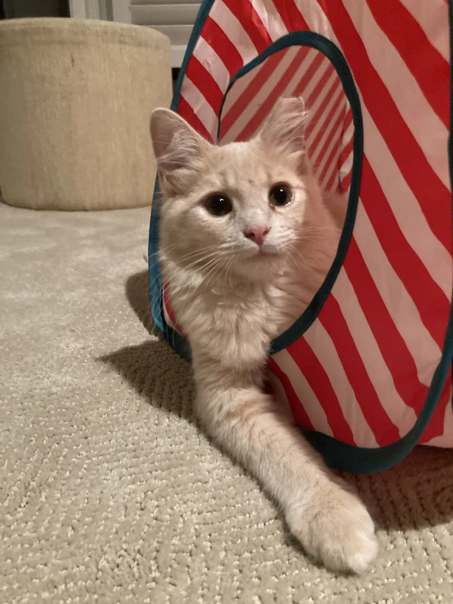 Milar - Domestic Short Hair