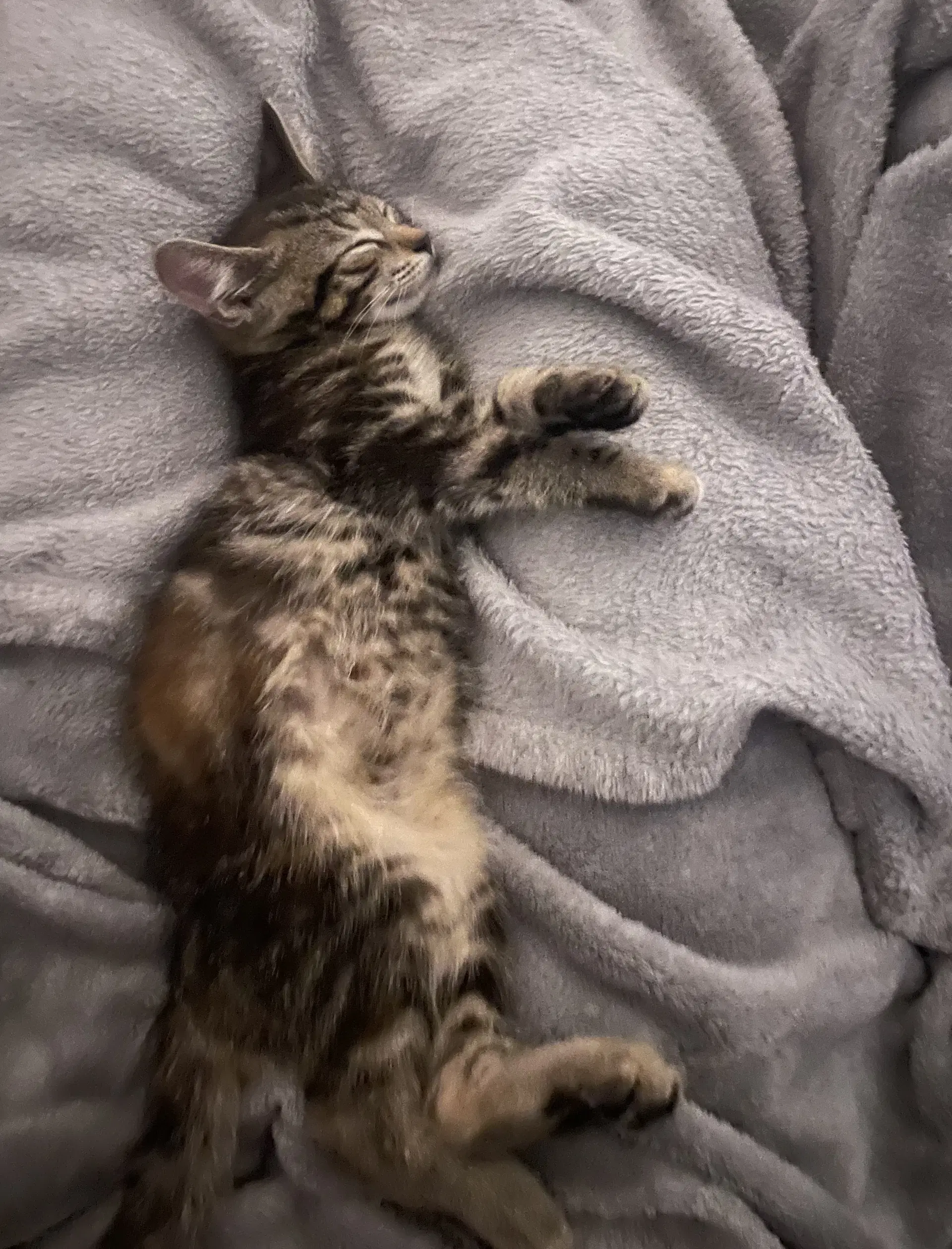 Almond Butter - Torbie