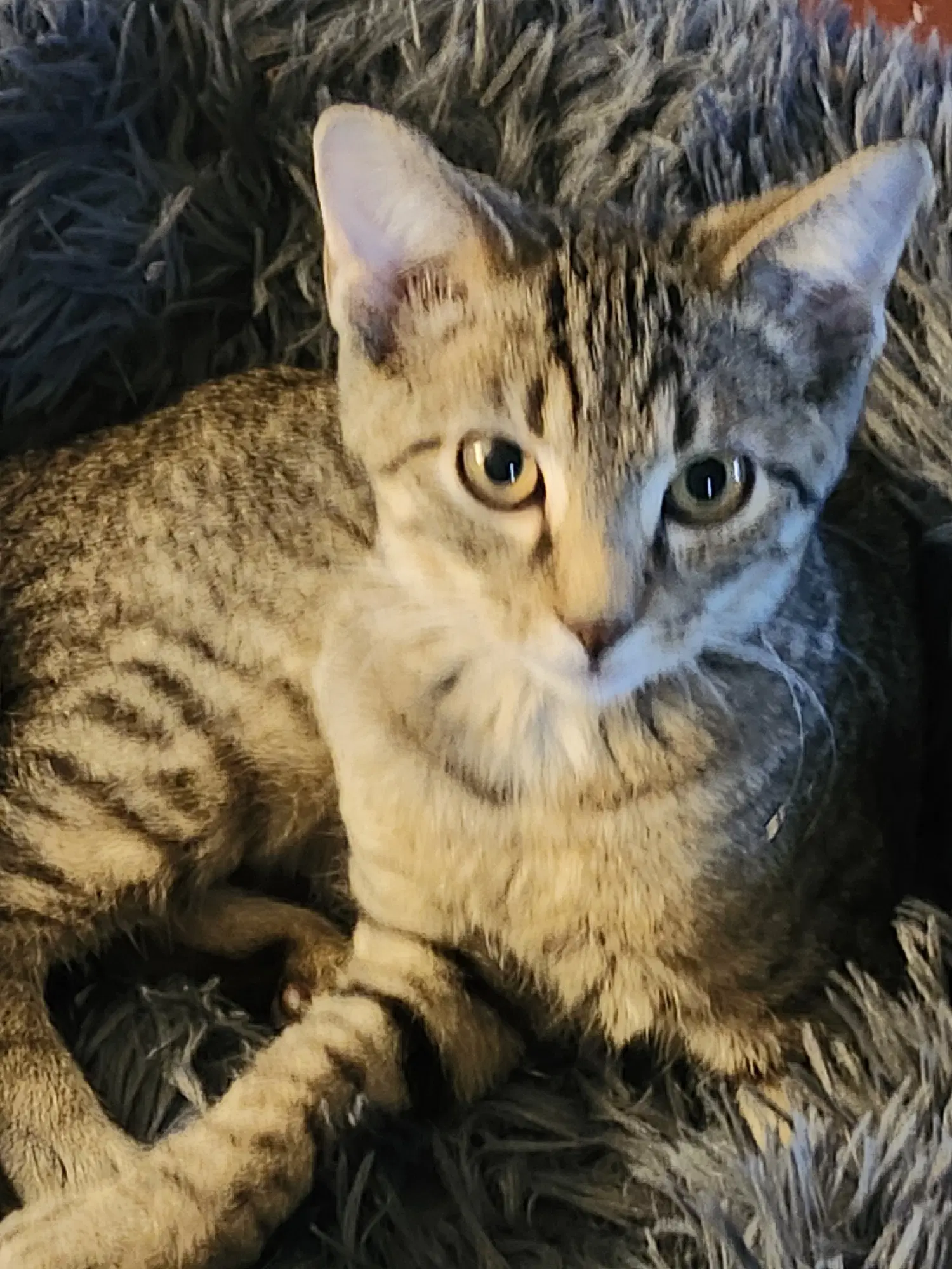 Joe Joe - Tabby