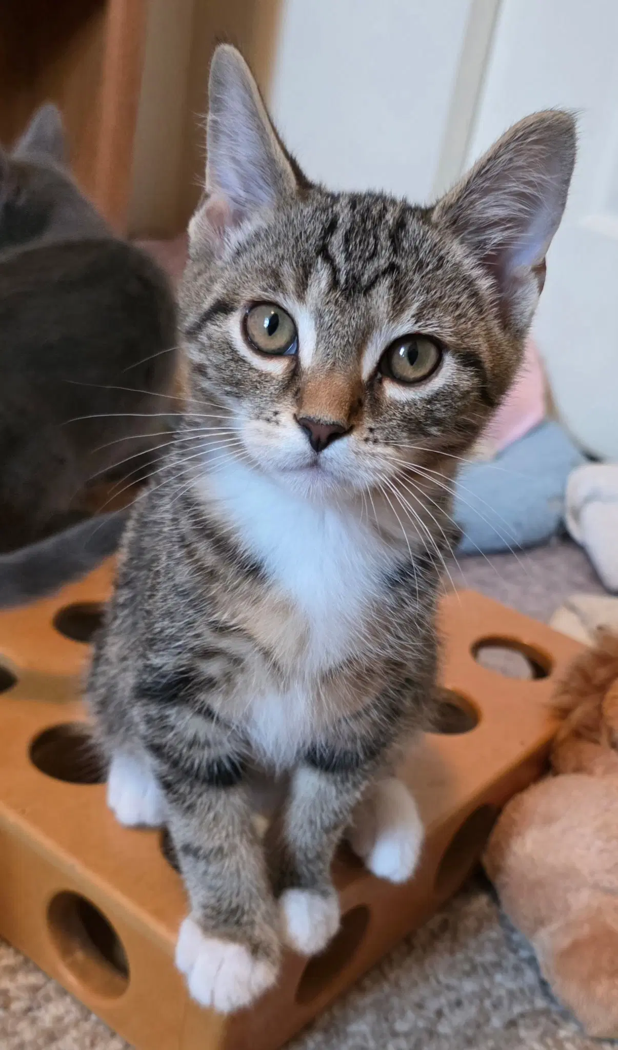 Sundance - Tabby