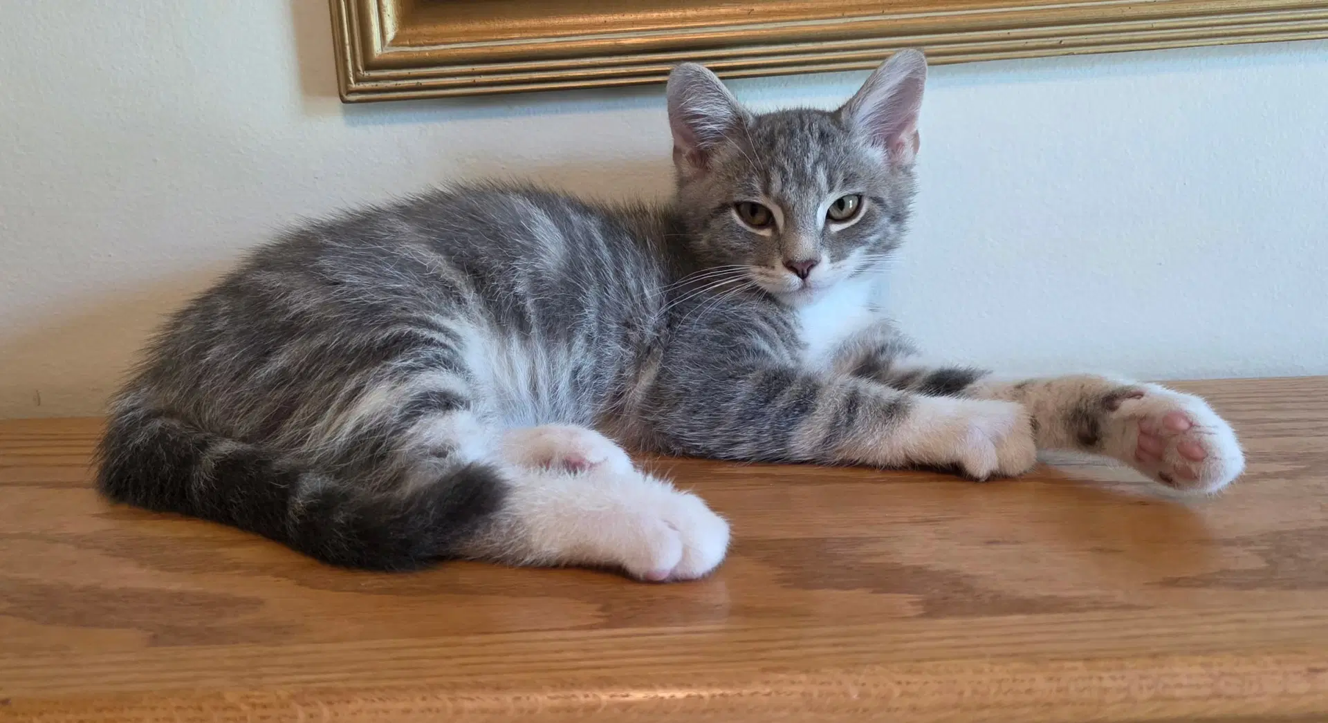 Billy The Kitten - Tabby
