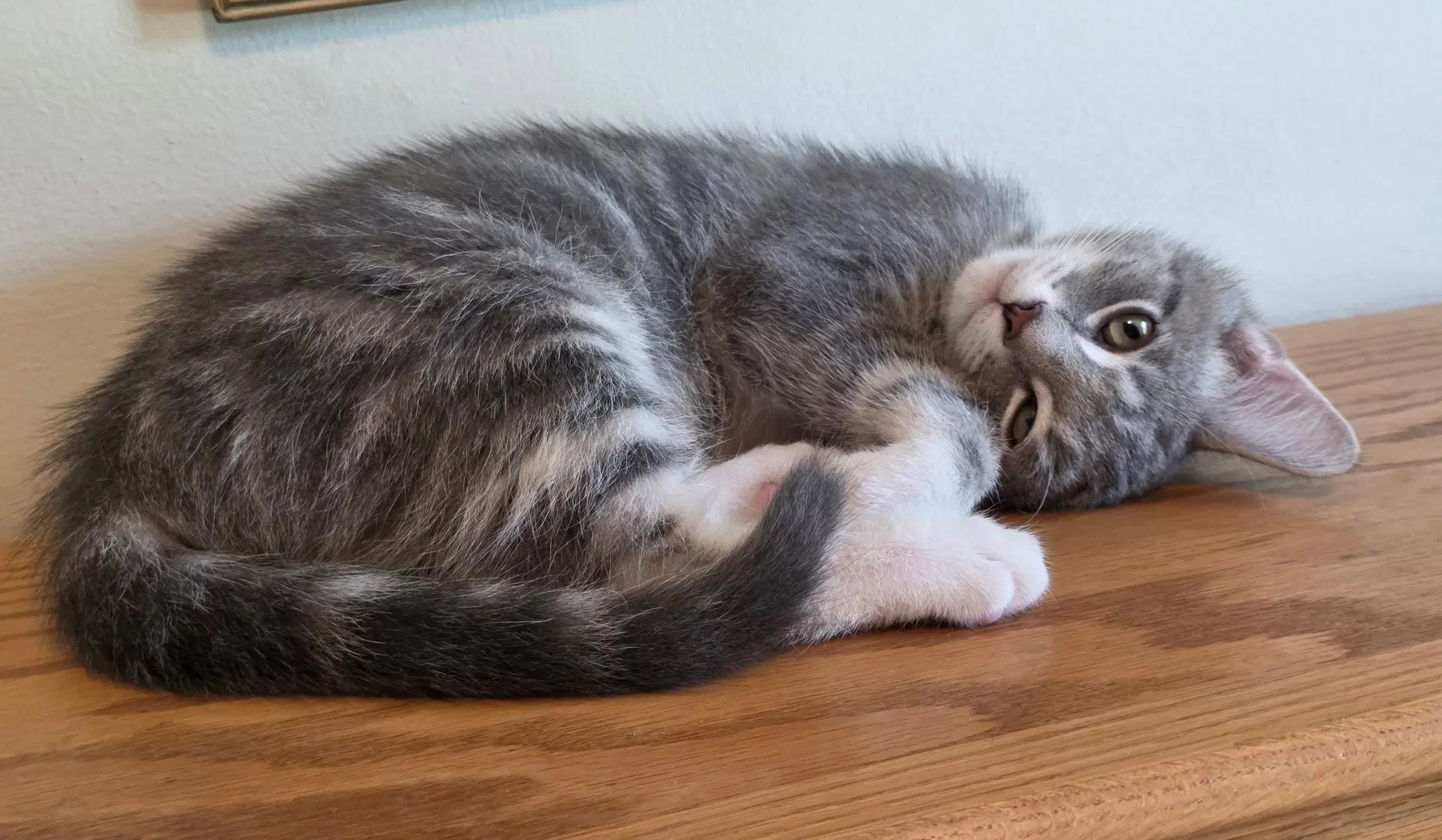 Billy The Kitten image 2