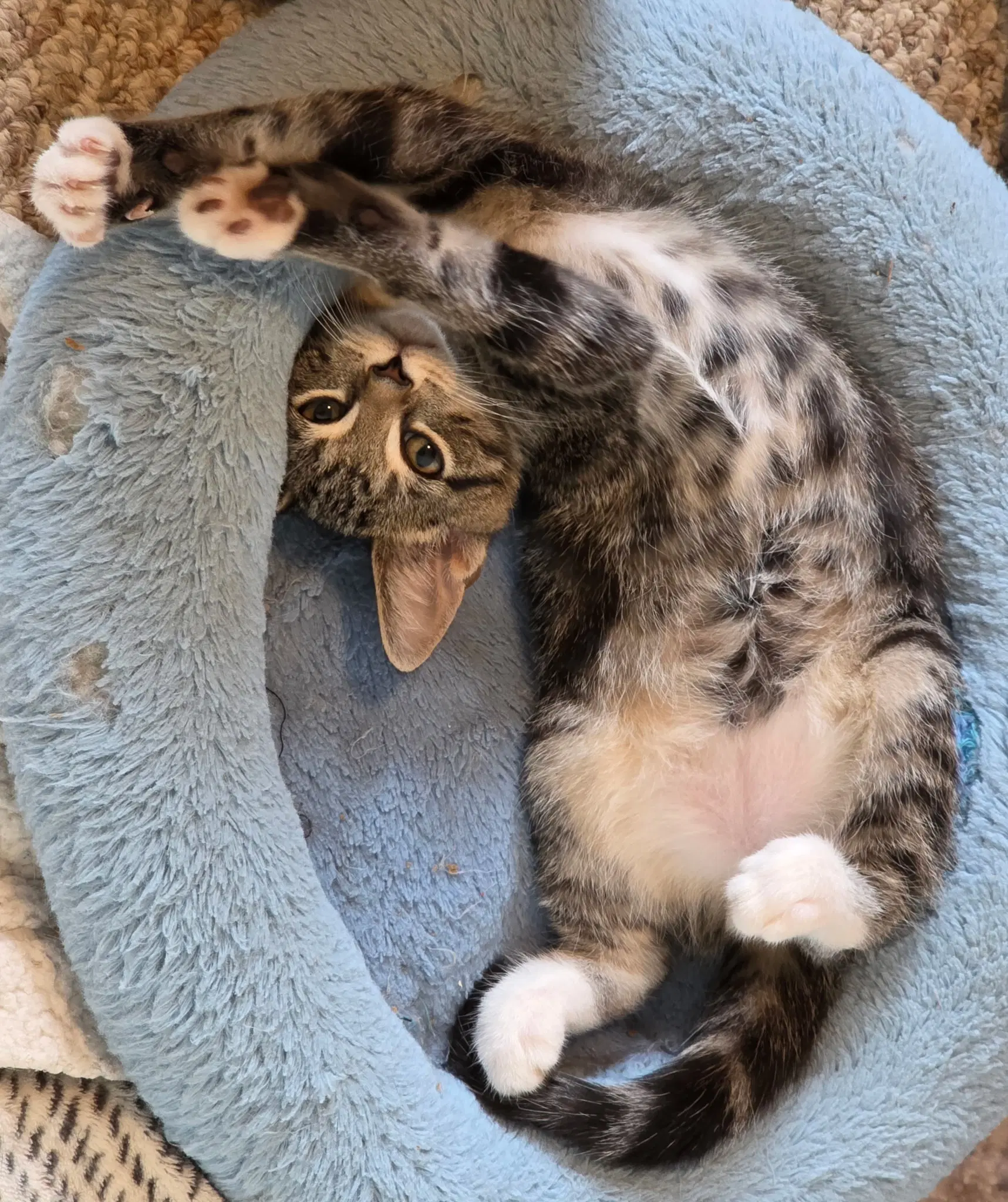 Doc Holiday - Tabby