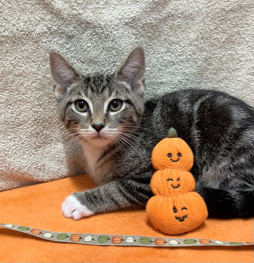 Doc Holiday, a cat for adoption from Colony Cats (& dogs)