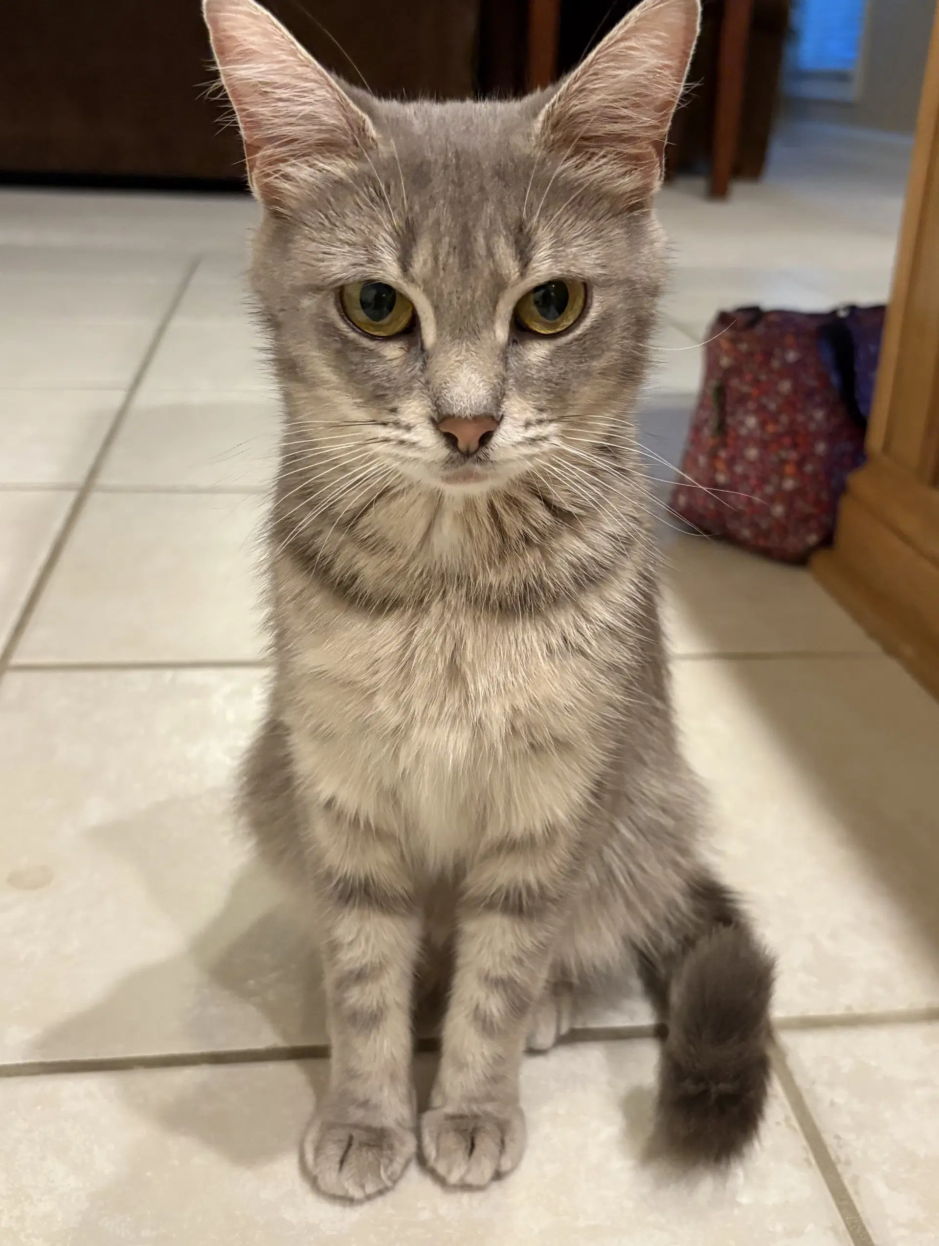 Mia - Tabby