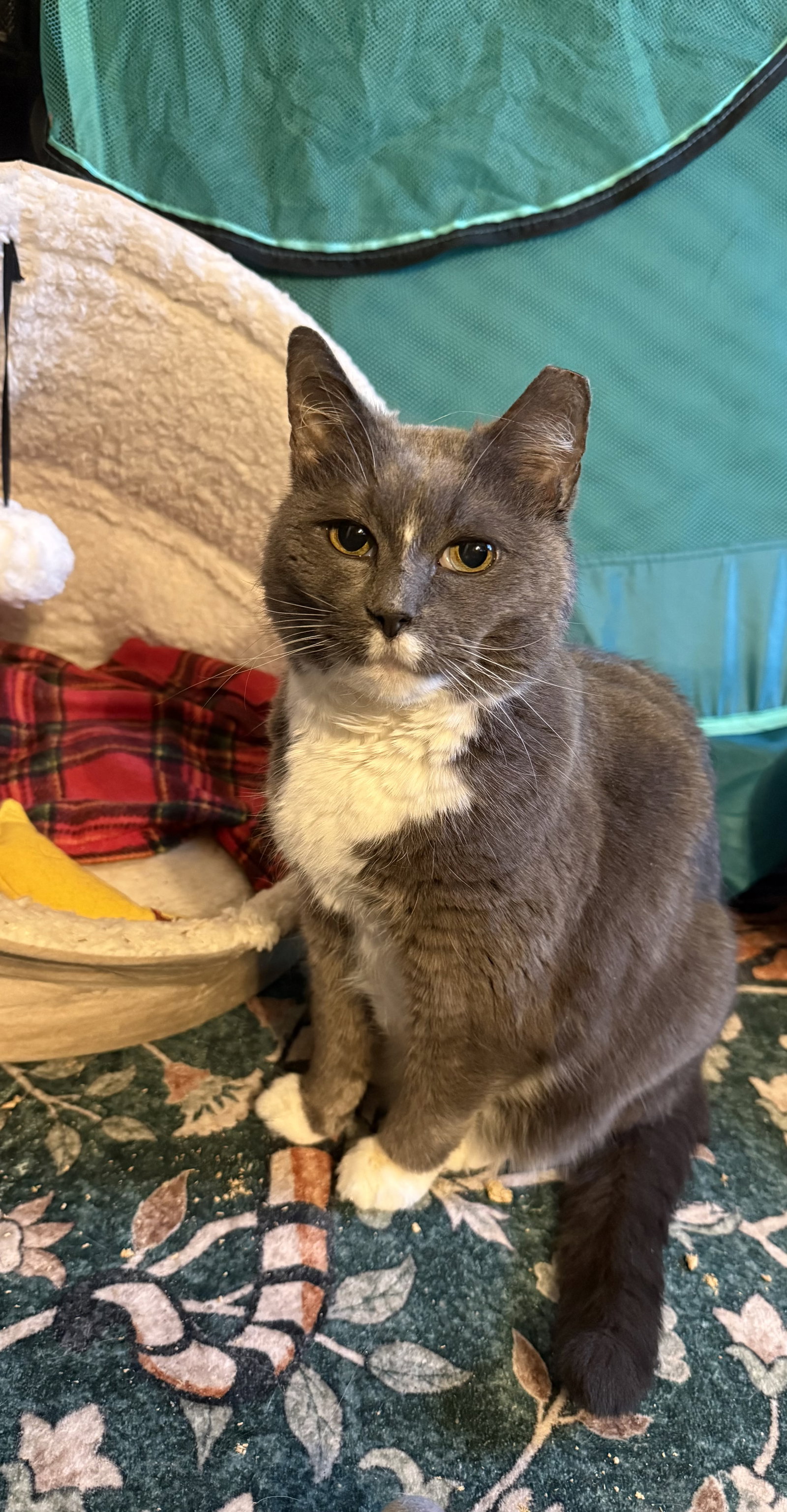 Bootsie