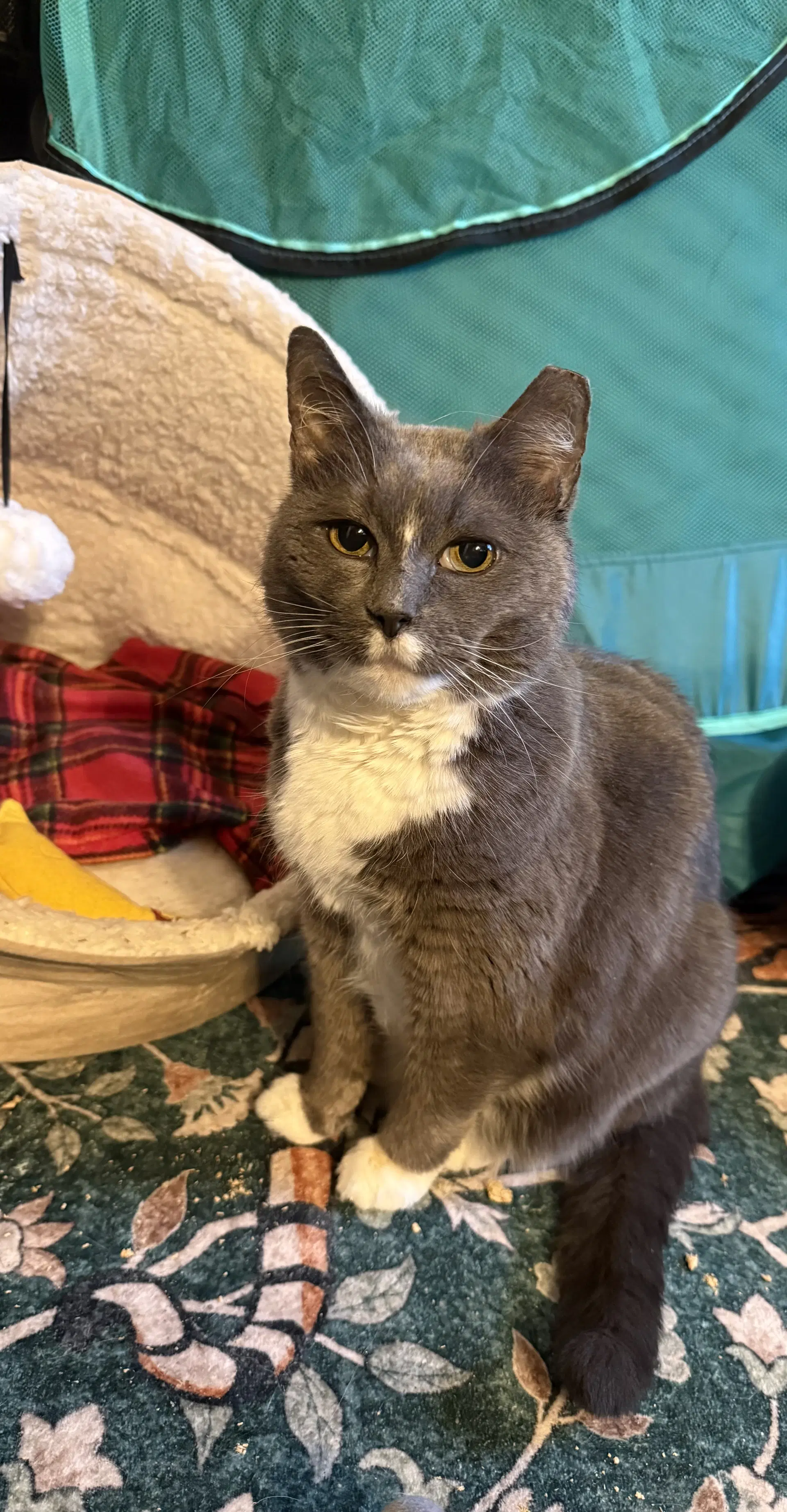 Bootsie - Domestic Short Hair
