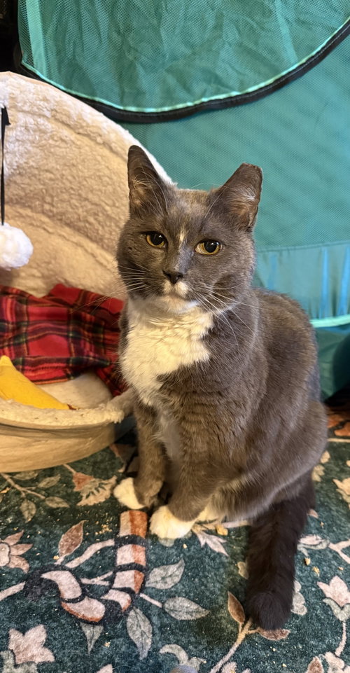 Bootsie, a cat for adoption from Colony Cats (& dogs)