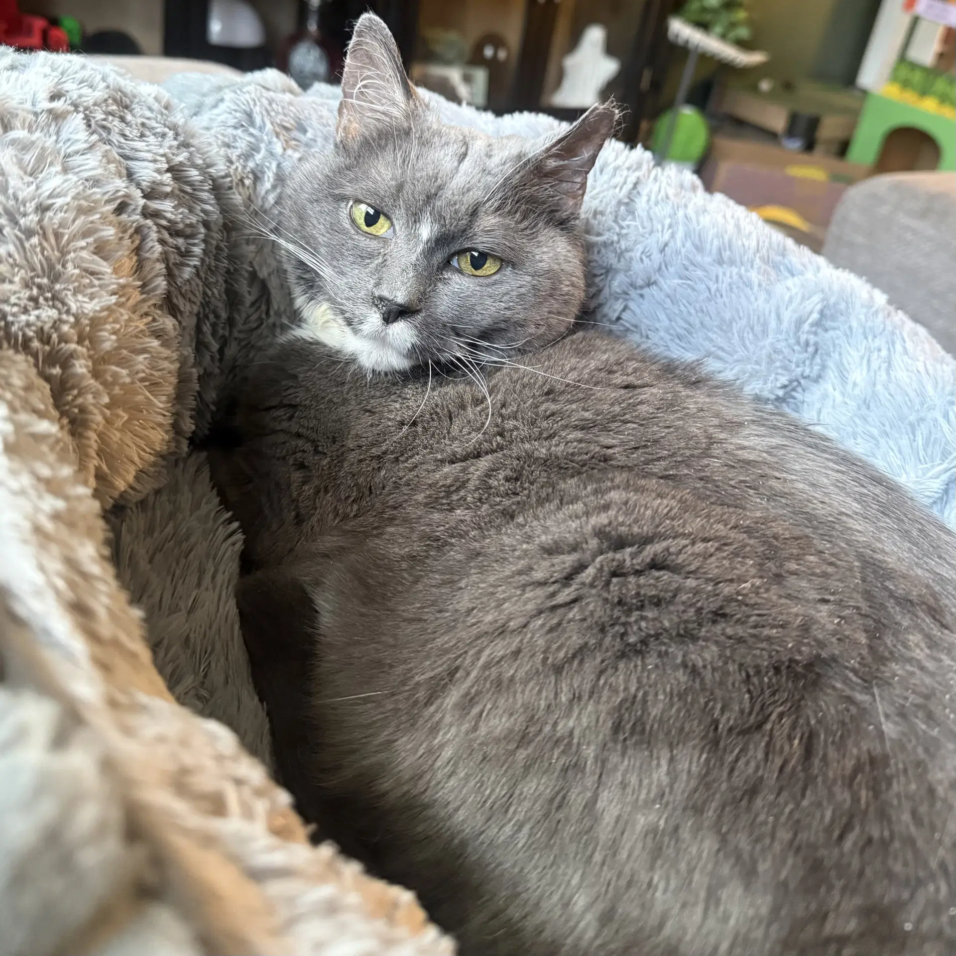 Bootsie image 2