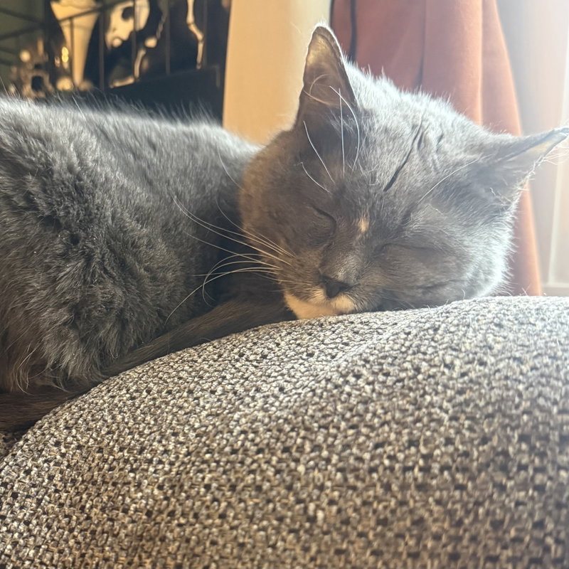 Bootsie, photo 3