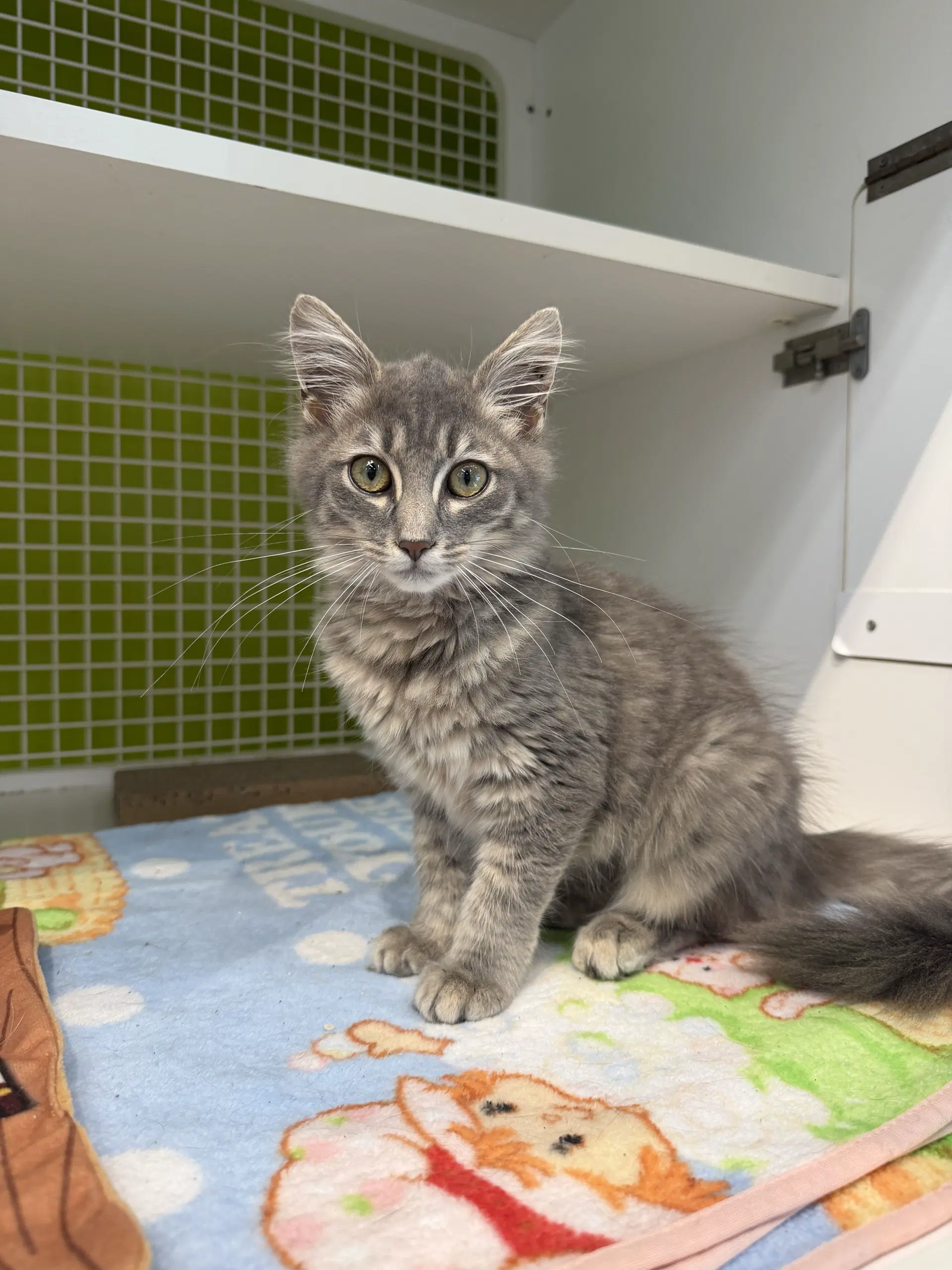 Falter - Domestic Medium Hair