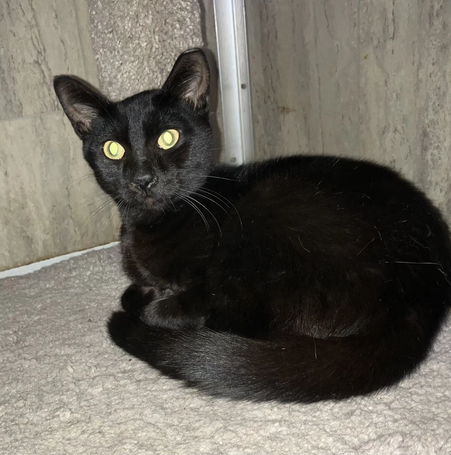 Marc - Domestic Short Hair