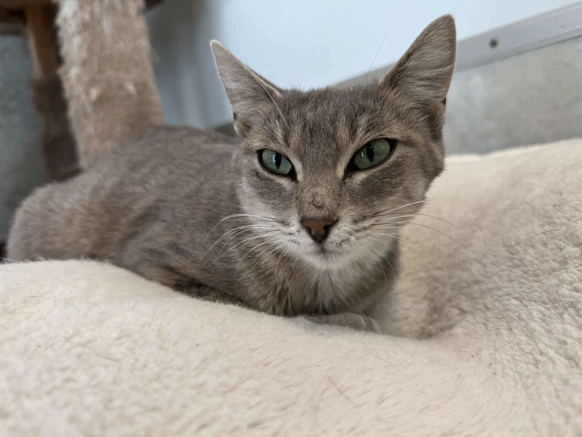 Jeyne - Domestic Short Hair