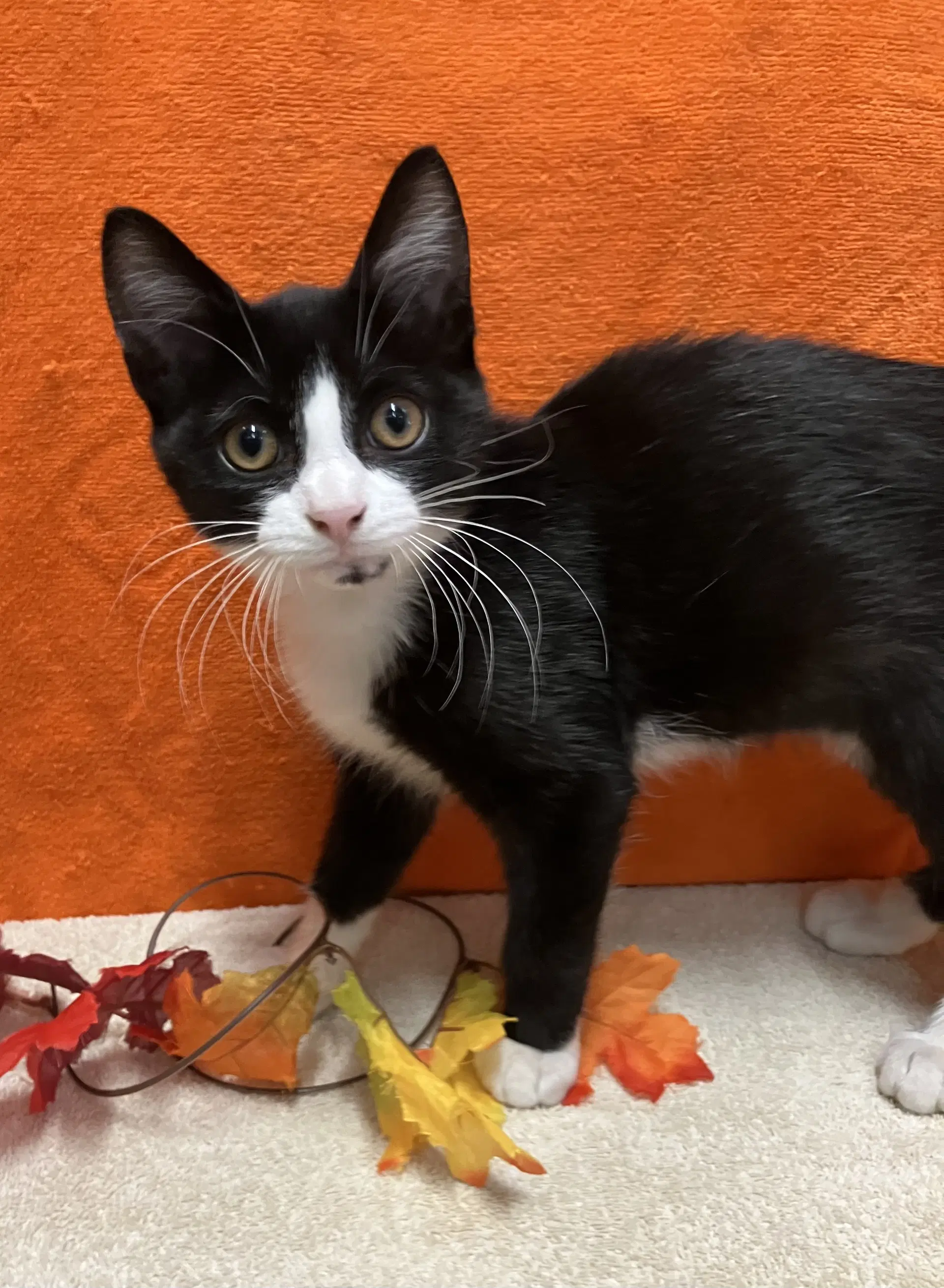 Ranger - Domestic Short Hair