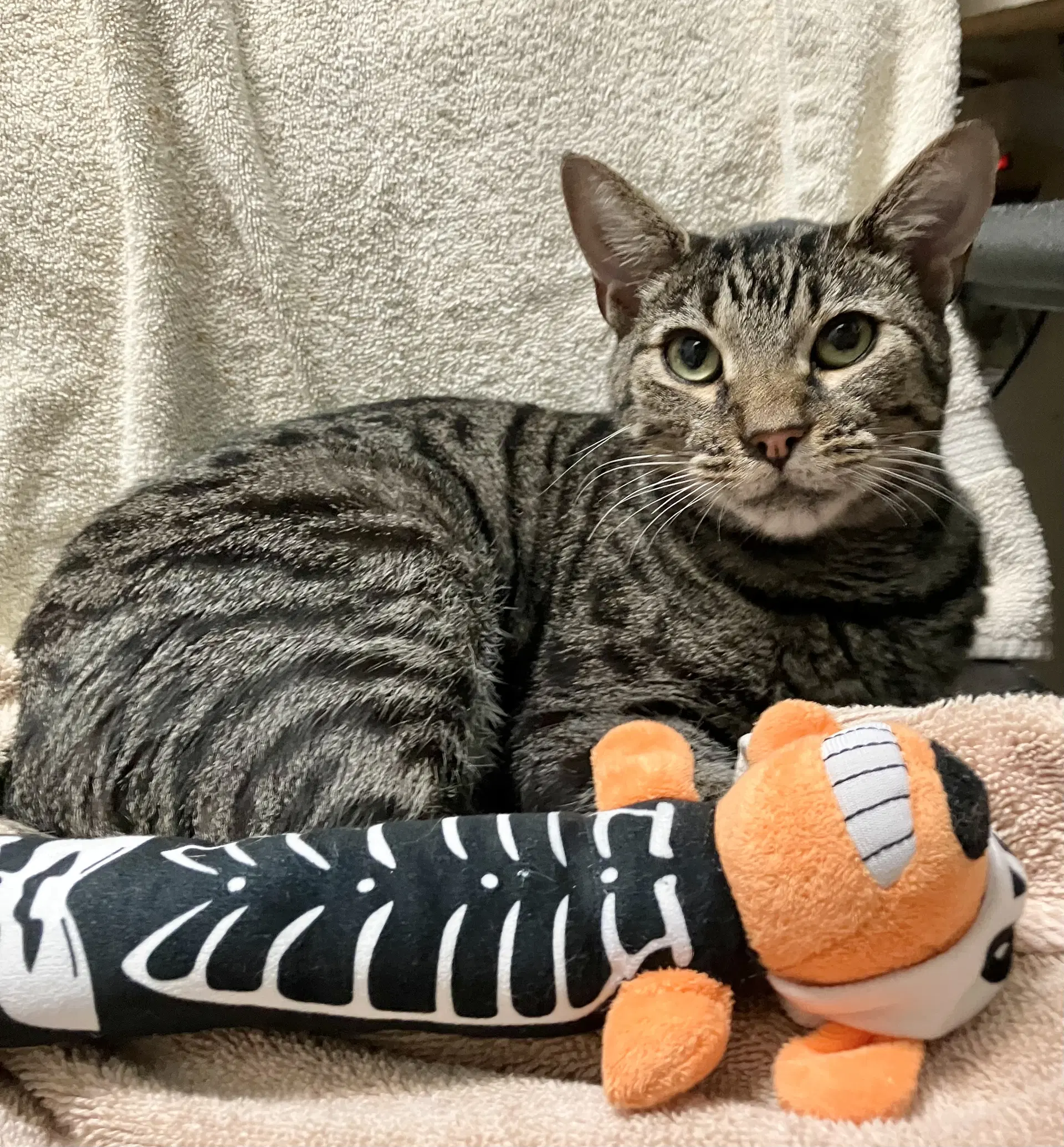 Jawson - Tabby