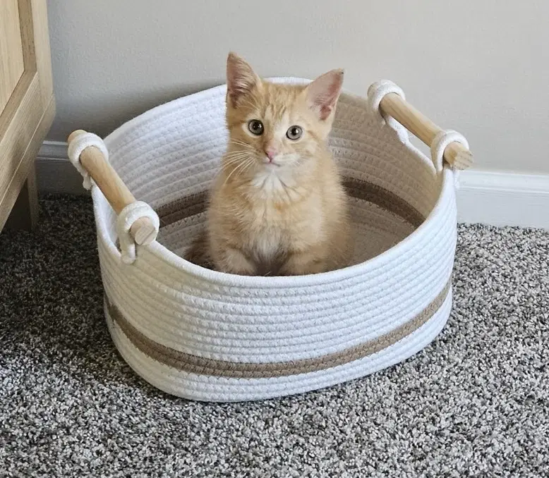 Sushi - Domestic Short Hair