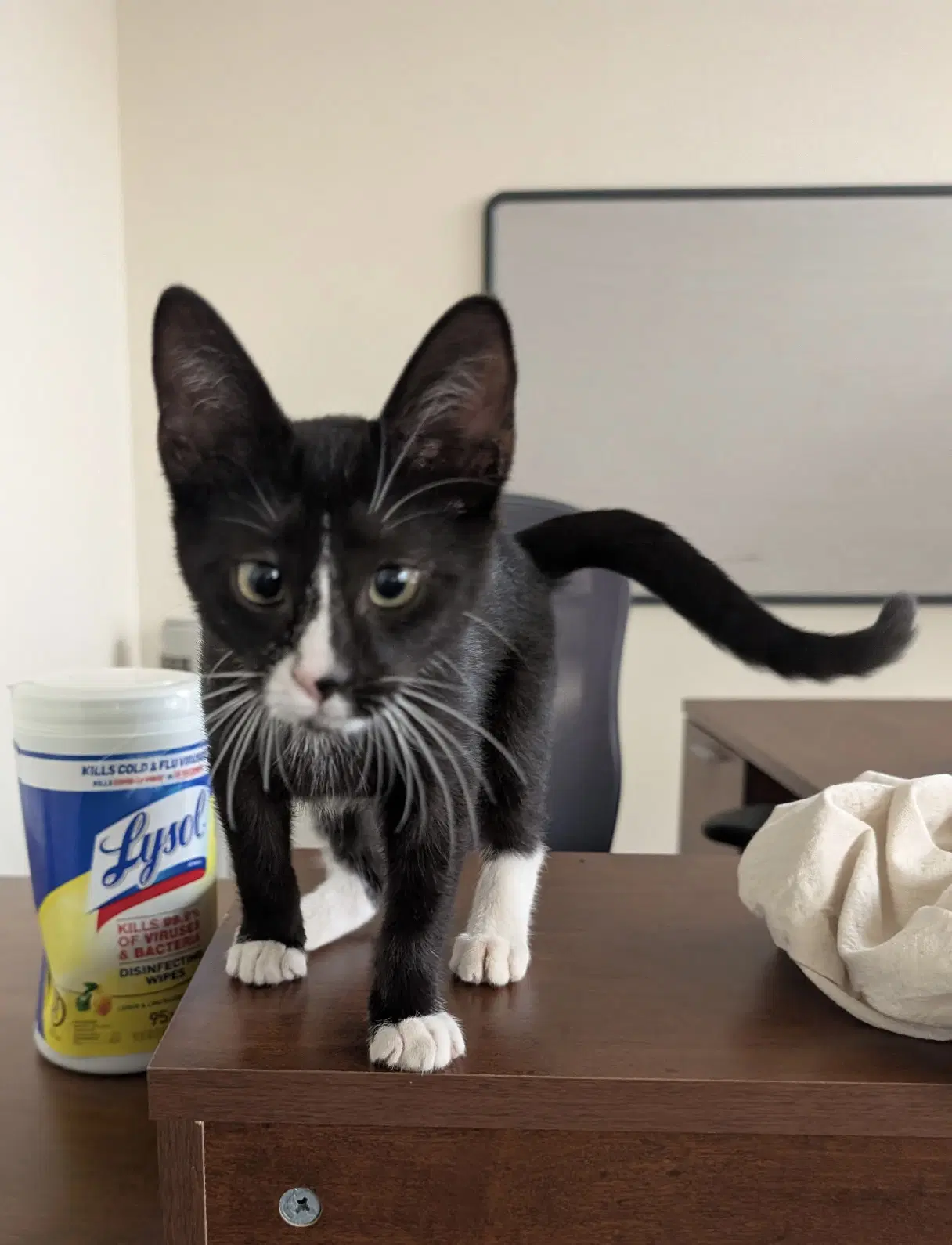 Doobie - Domestic Short Hair