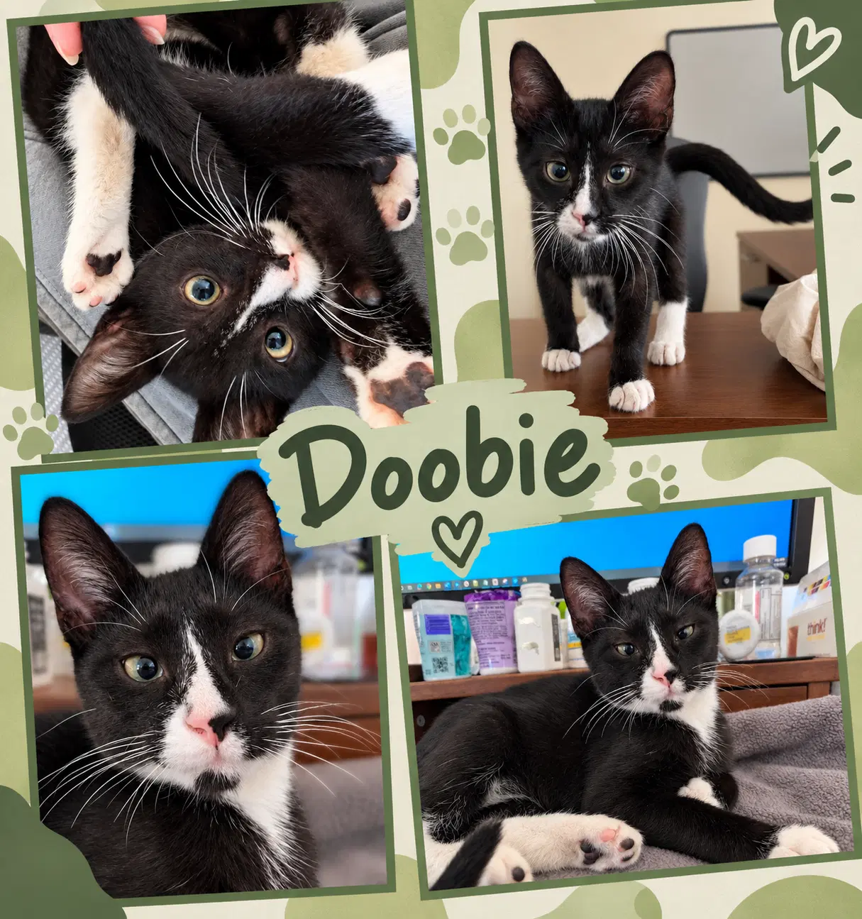Doobie - Domestic Short Hair