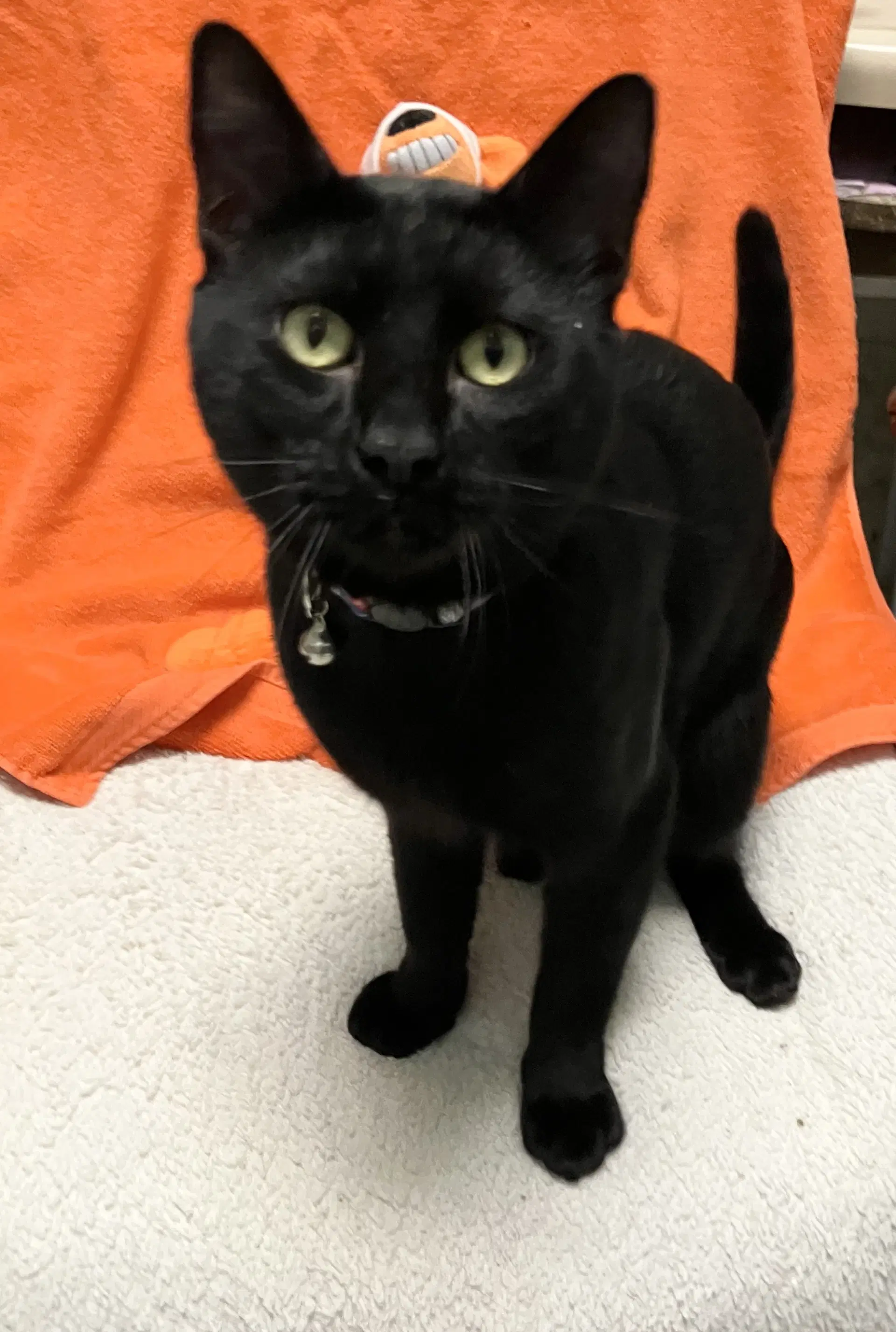 Frankie - Domestic Short Hair