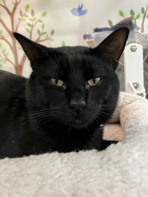 Frankie, a cat for adoption from Colony Cats (& dogs)