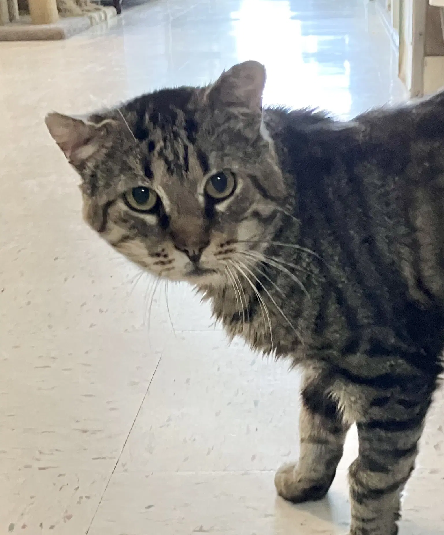 Jimi - Tabby