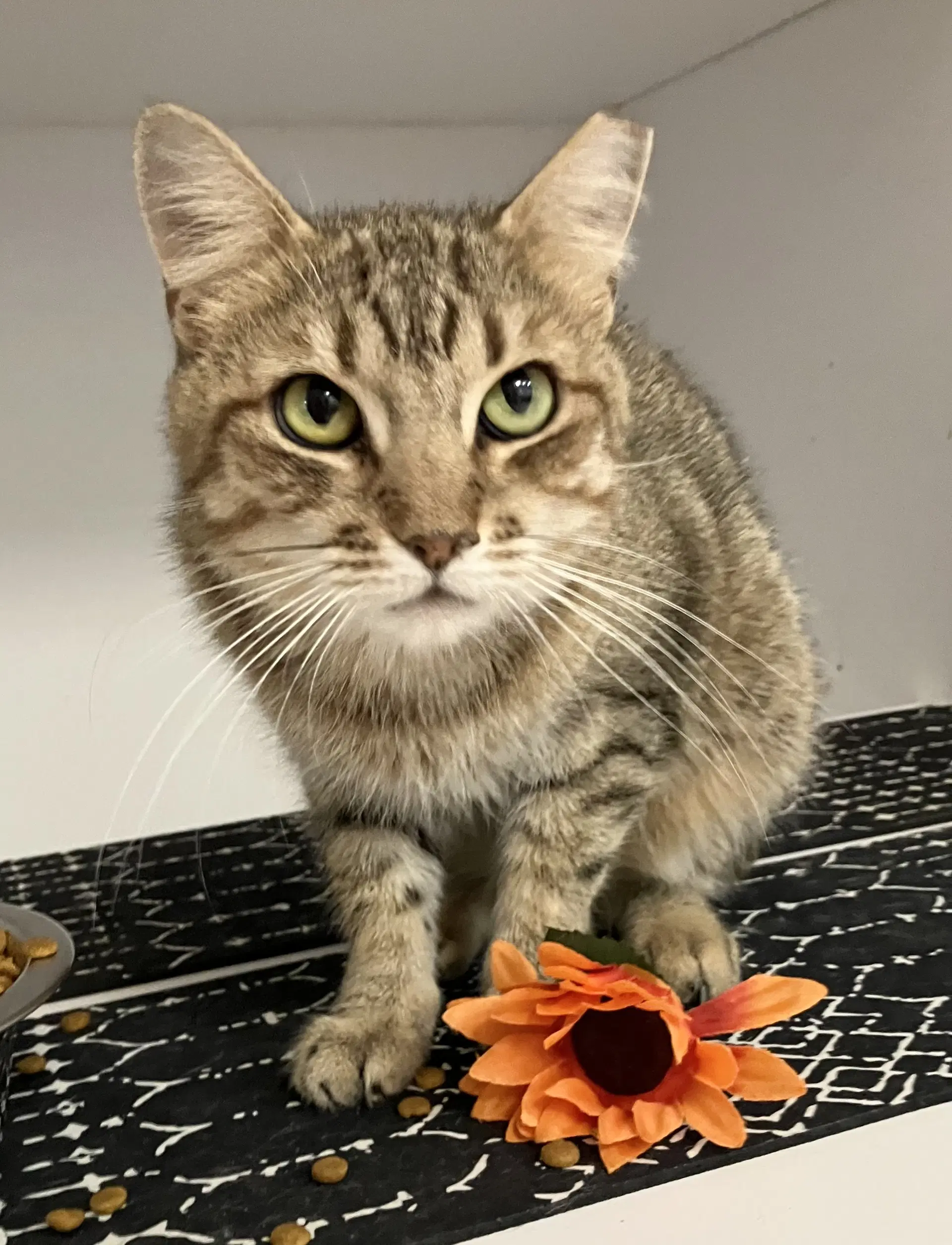 Satyr - Tabby