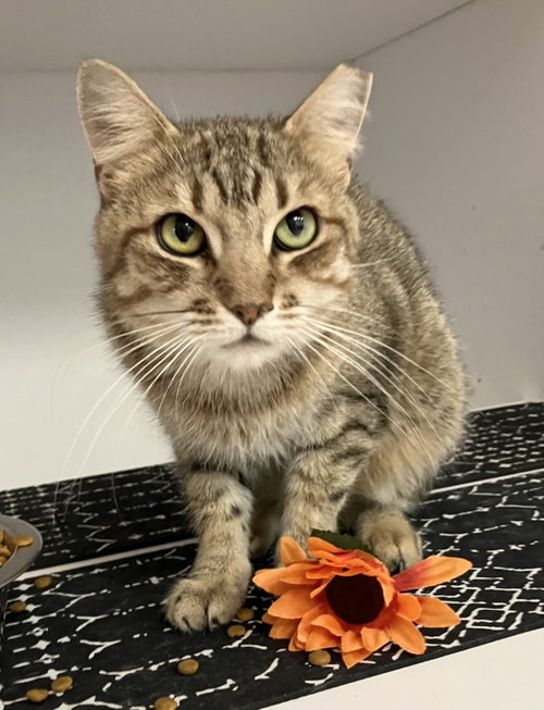 Satyr, a cat for adoption from Colony Cats (& dogs)