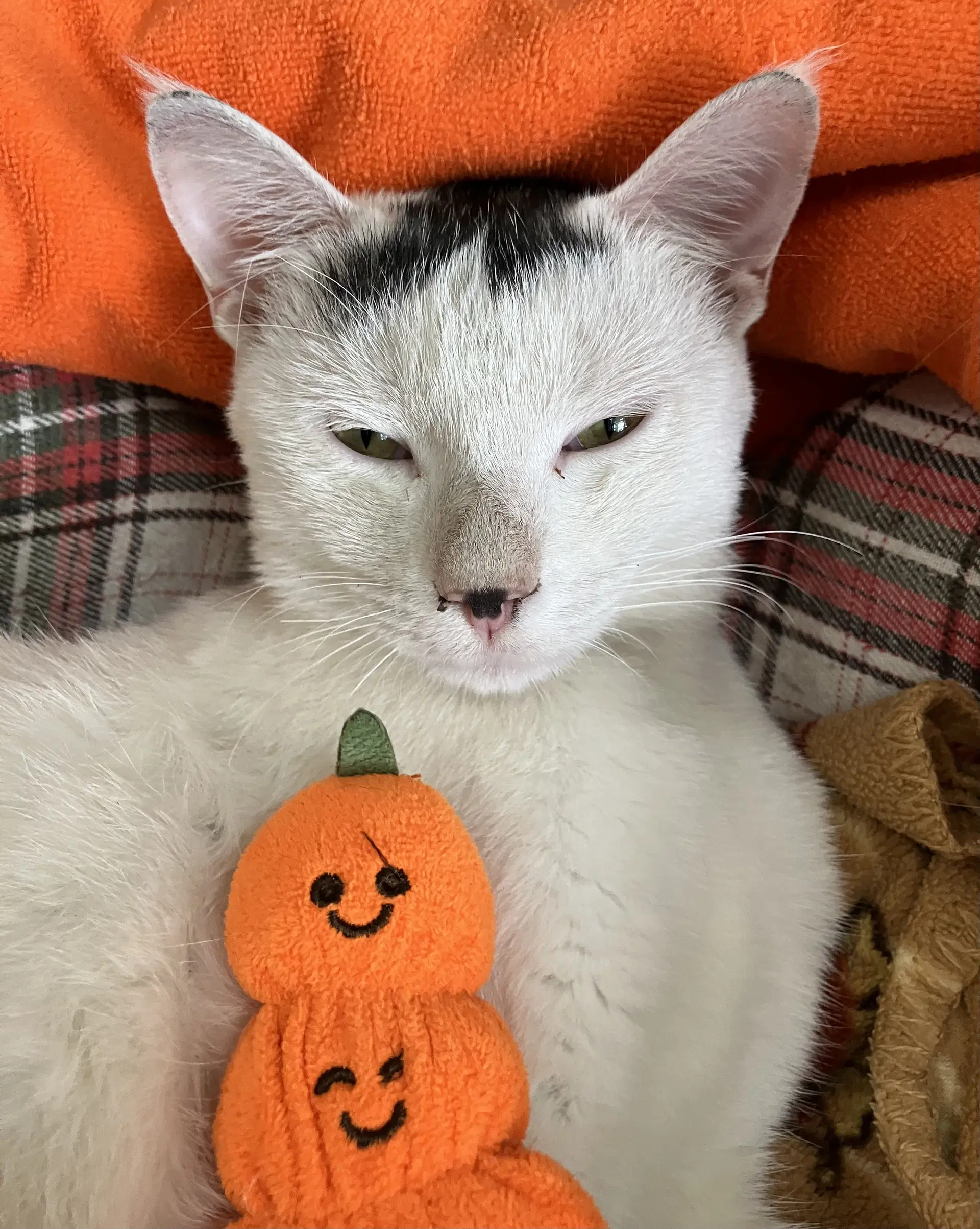 Doogie - Domestic Short Hair