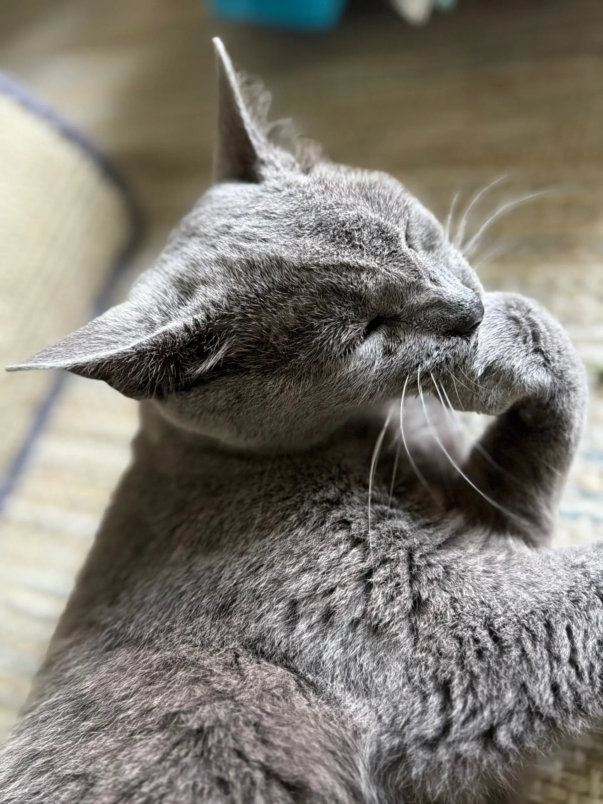 Mr Grey - Domestic Short Hair