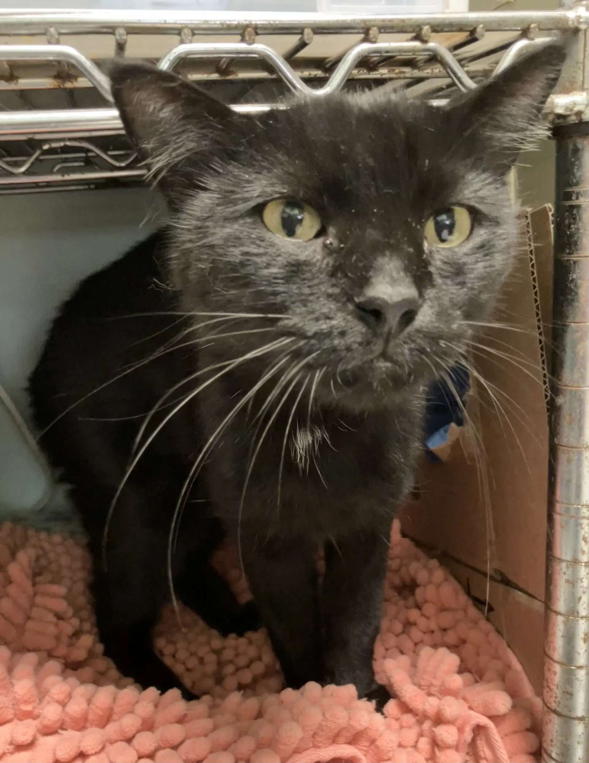 Squeaky Sully - Domestic Short Hair