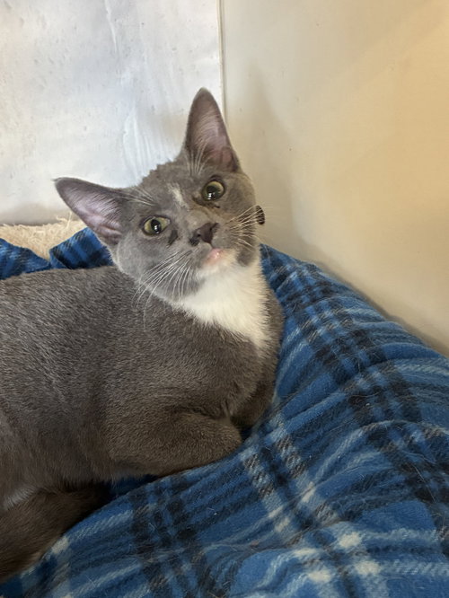 Raisin, a cat for adoption from Colony Cats (& dogs)