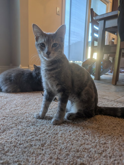Mowgli - KBC, a cat for adoption from Colony Cats (& dogs)