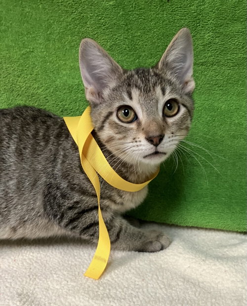 Kowalski, a cat for adoption from Colony Cats (& dogs)