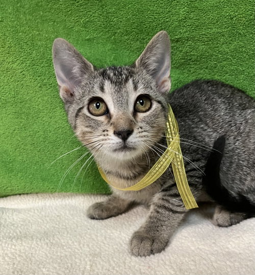 Gloria, a cat for adoption from Colony Cats (& dogs)