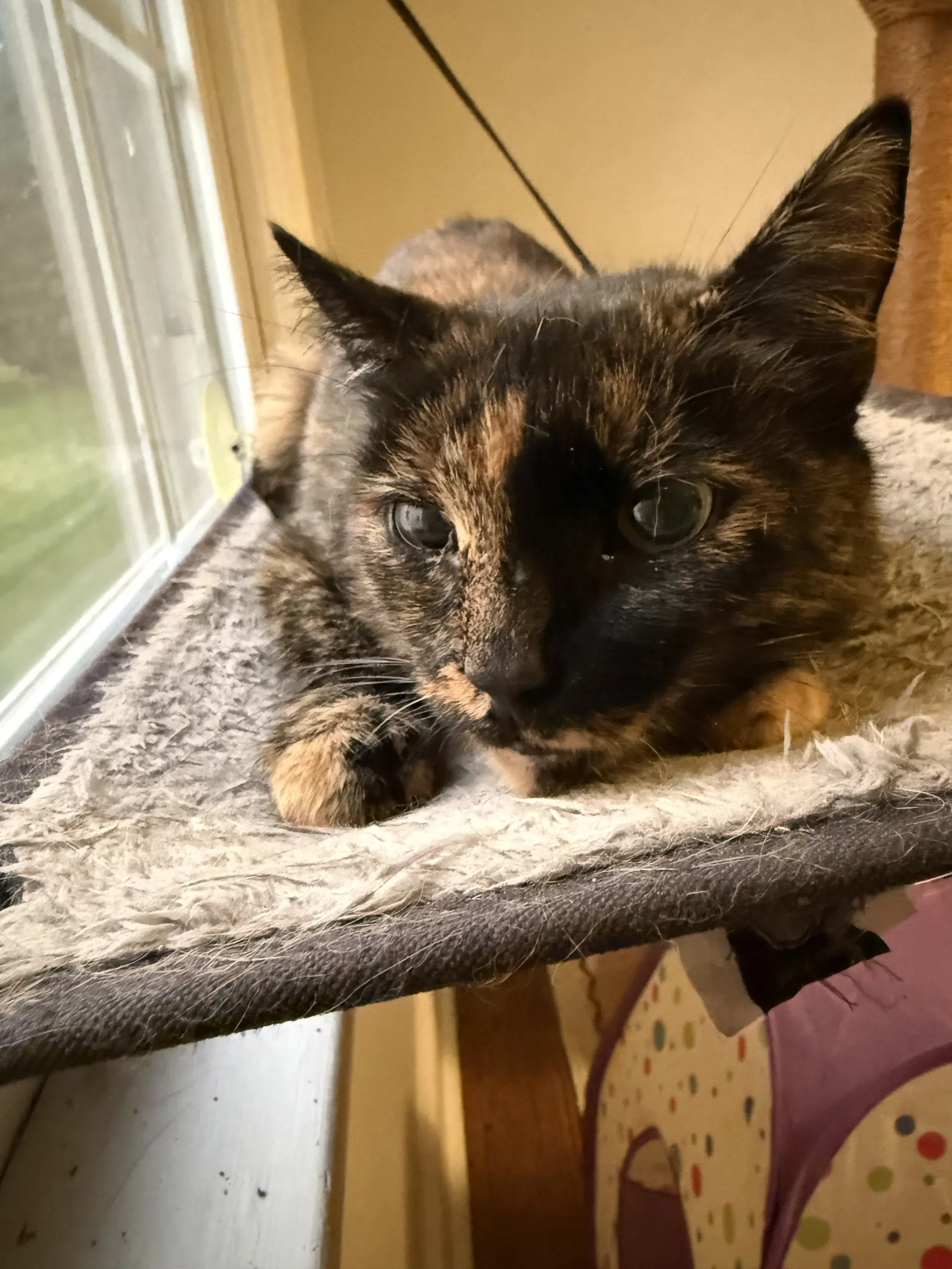 Chai - Tortoiseshell
