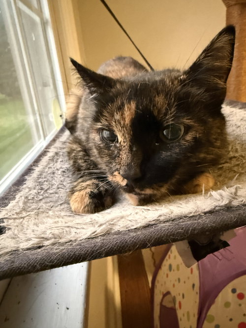 Chai, a cat for adoption from Colony Cats (& dogs)