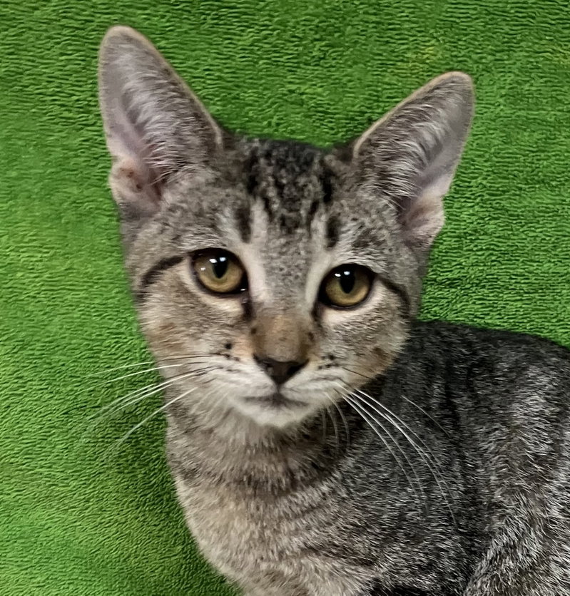 Private, a male kitten up for adoption