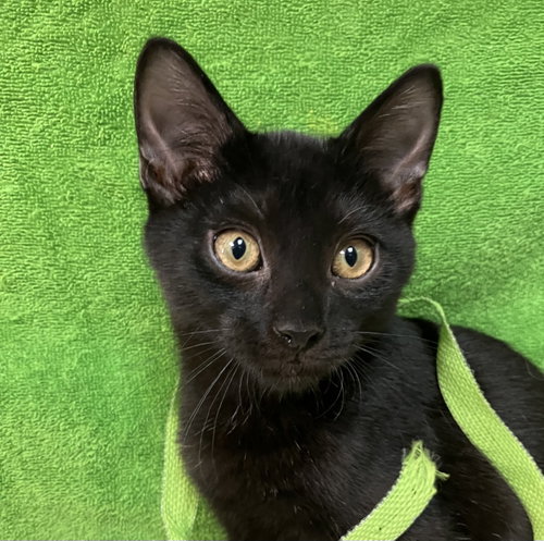 Rico, a cat for adoption from Colony Cats (& dogs)