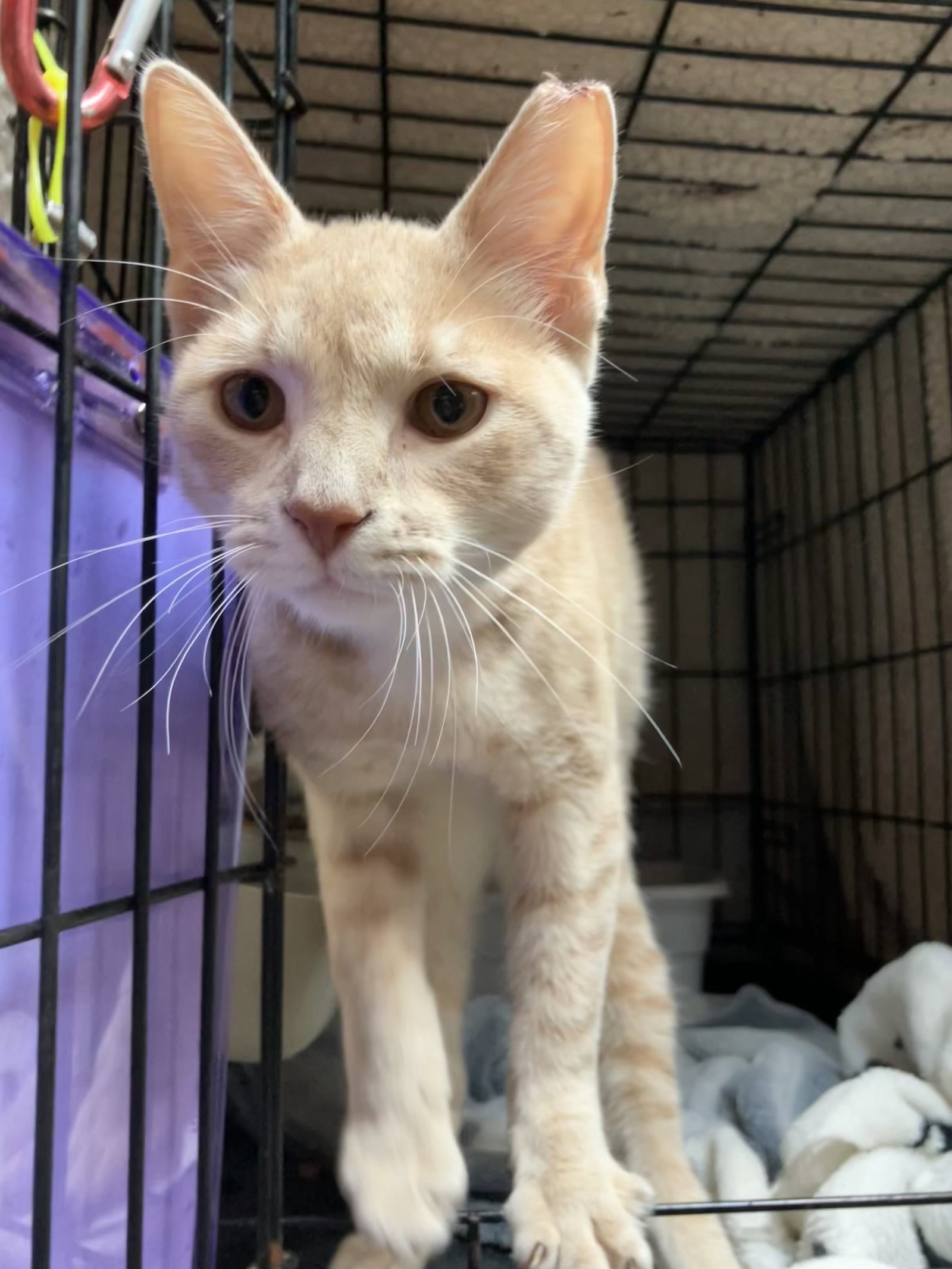 Conan (bonded to Kirby), photo 4