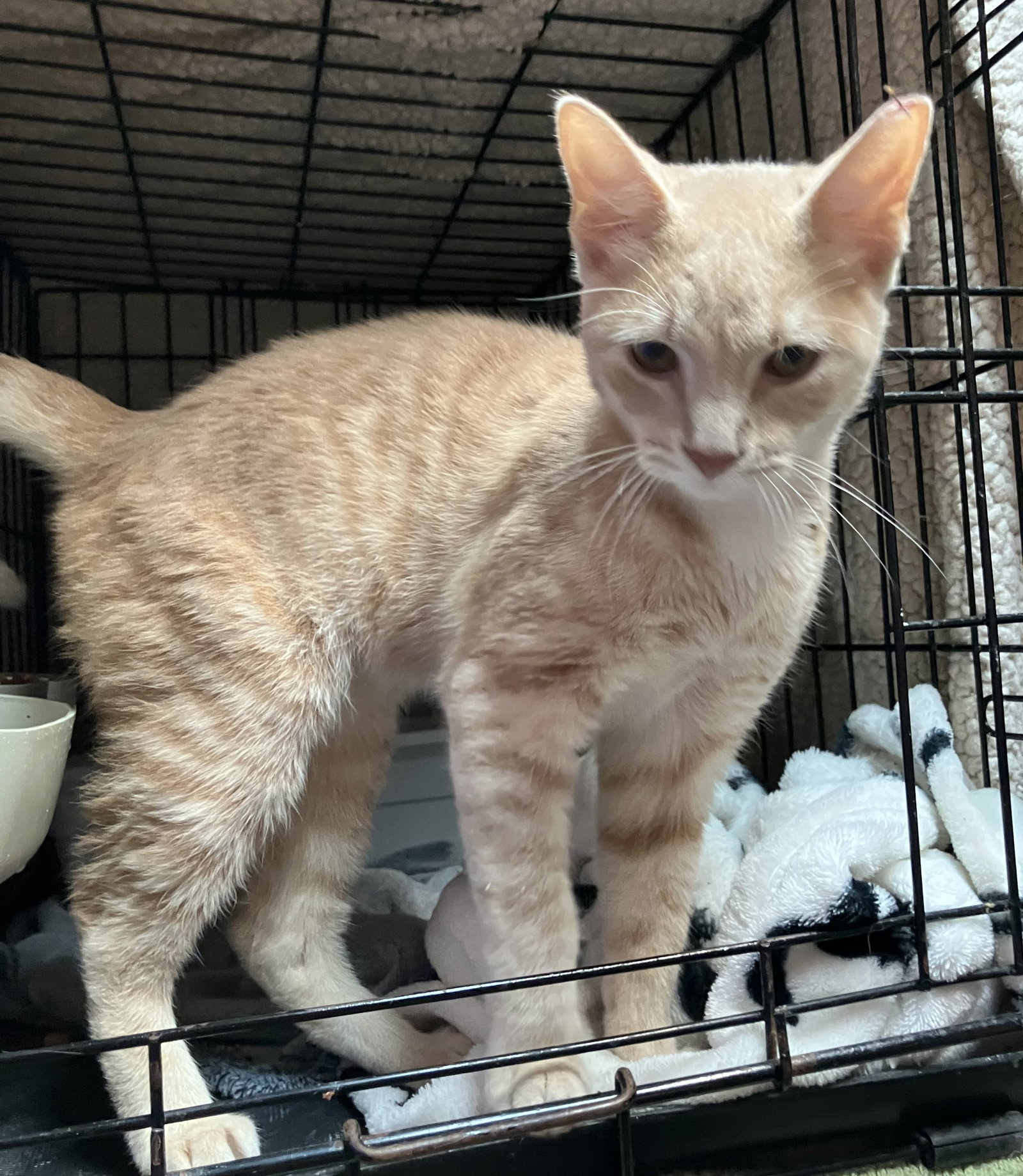 Conan (bonded to Kirby), photo 5