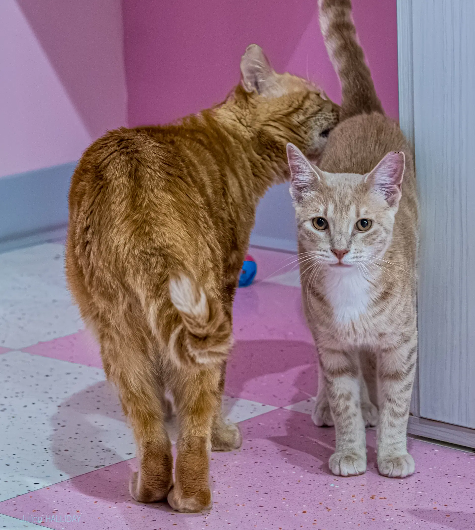 Conan Bonded To Kirby - Kbc - Domestic Short Hair