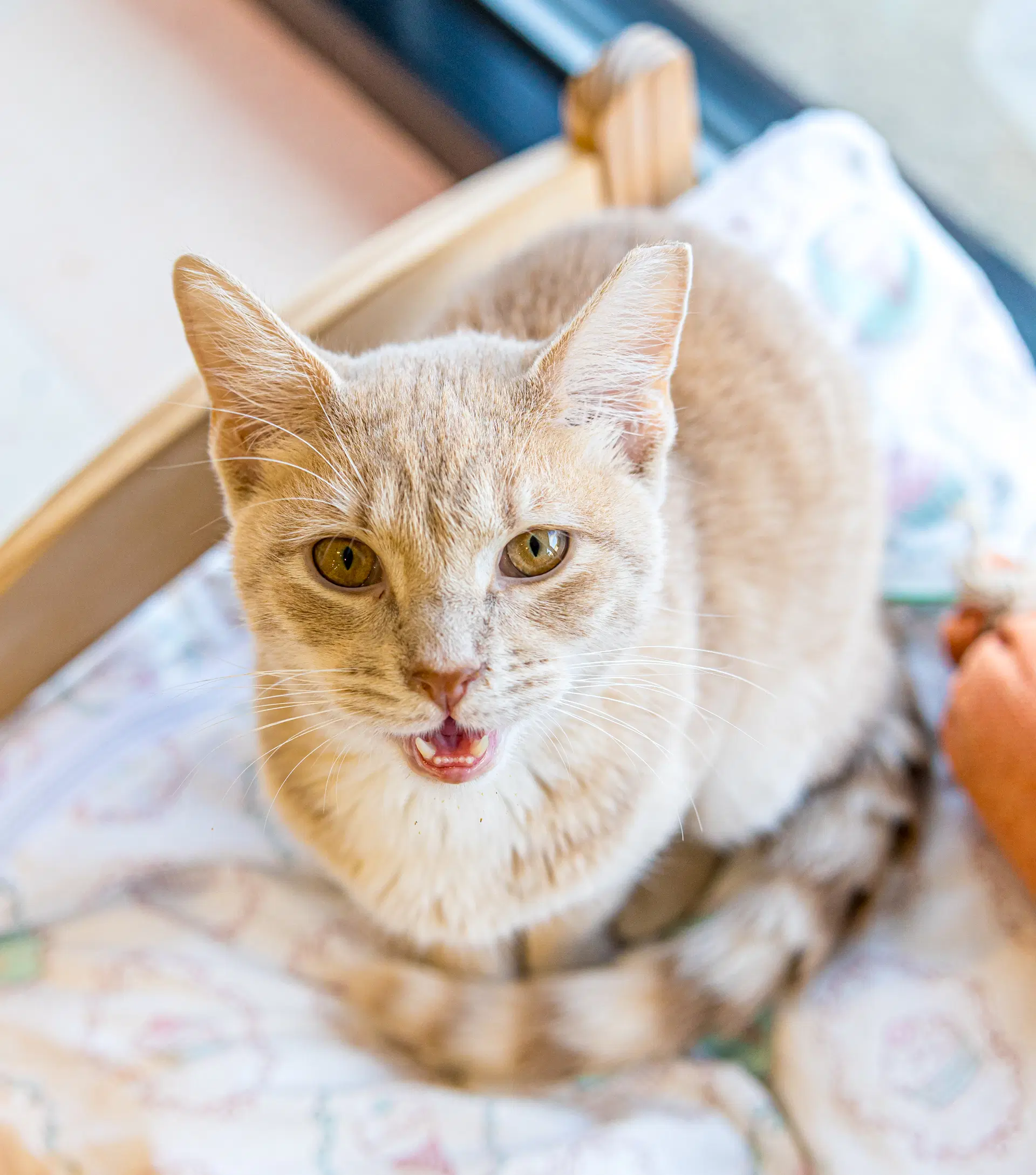 Conan Bonded To Kirby image 1