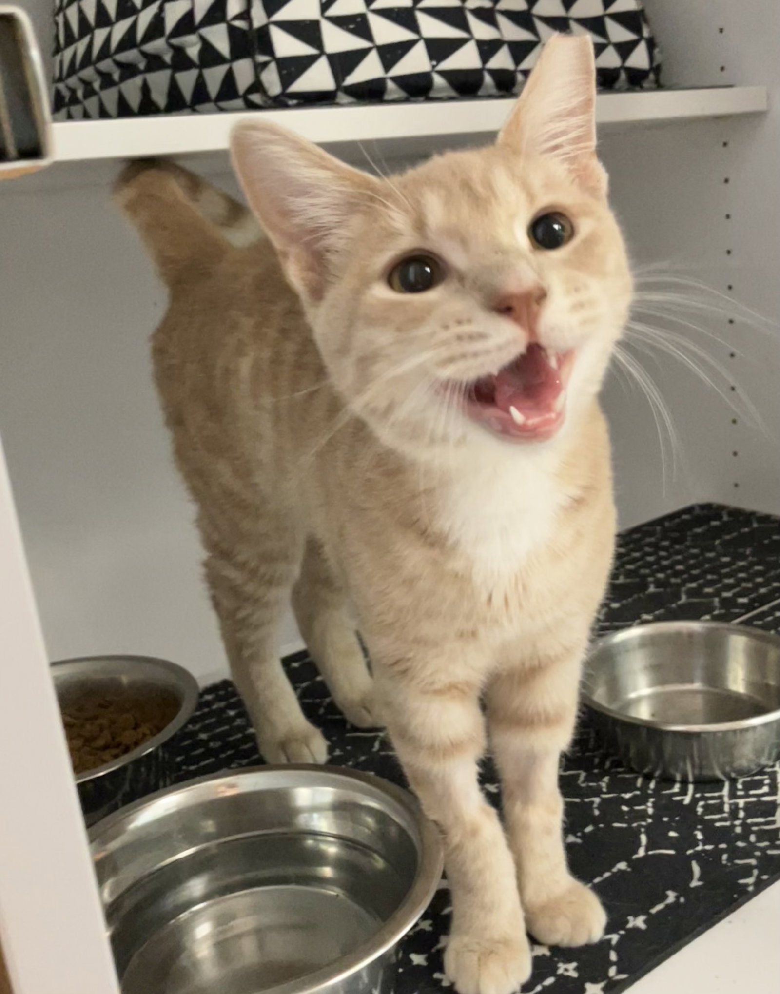 Conan (bonded to Kirby), photo 3