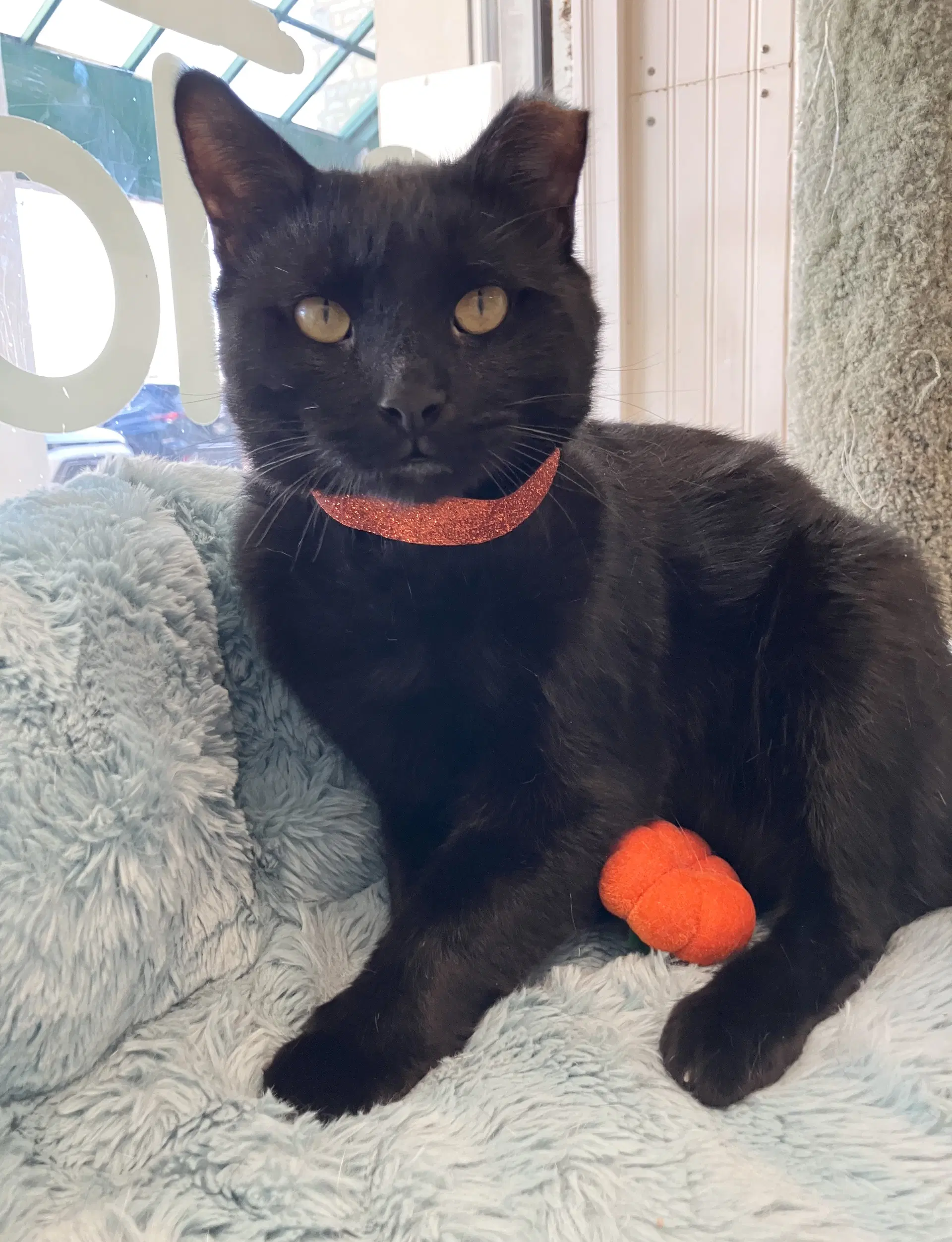 Fig - Domestic Short Hair