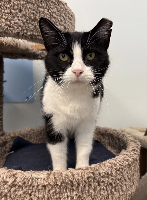 Stella, a cat for adoption from Colony Cats (& dogs)
