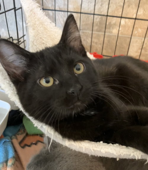 Dorothy (bonded with Sophia), a cat for adoption from Colony Cats (& dogs)