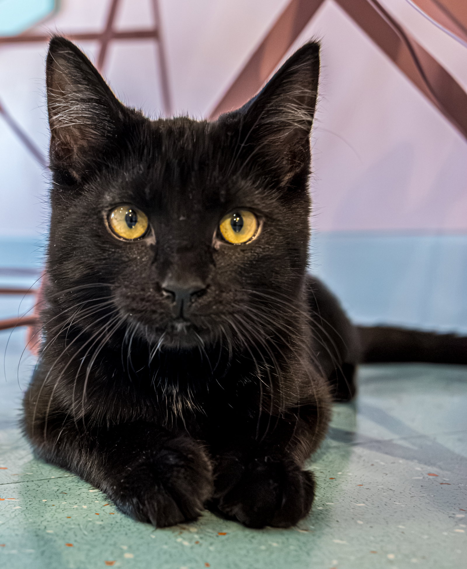 Dorothy (bonded with Sophia) - KBC