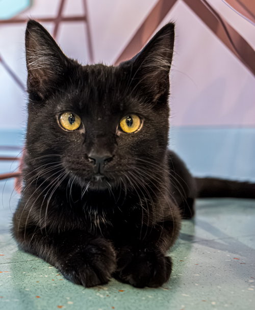 Dorothy (bonded with Sophia) - KBC, a cat for adoption from Colony Cats (& dogs)