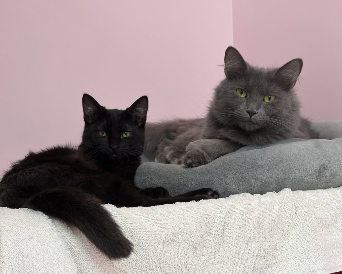 Sophia (bonded with Dorothy) - KBC, photo 3