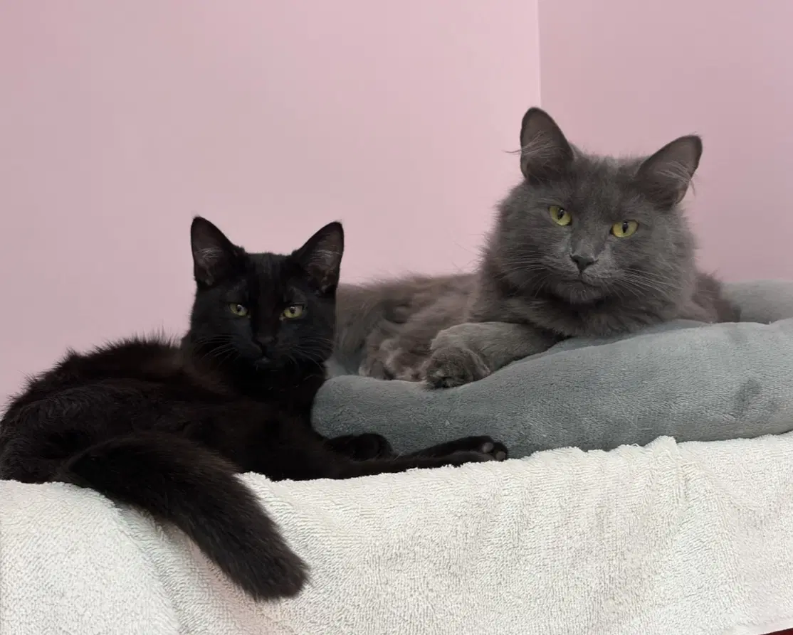 Sophia Bonded With Dorothy - Kbc image 3